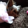 tarampbasnett